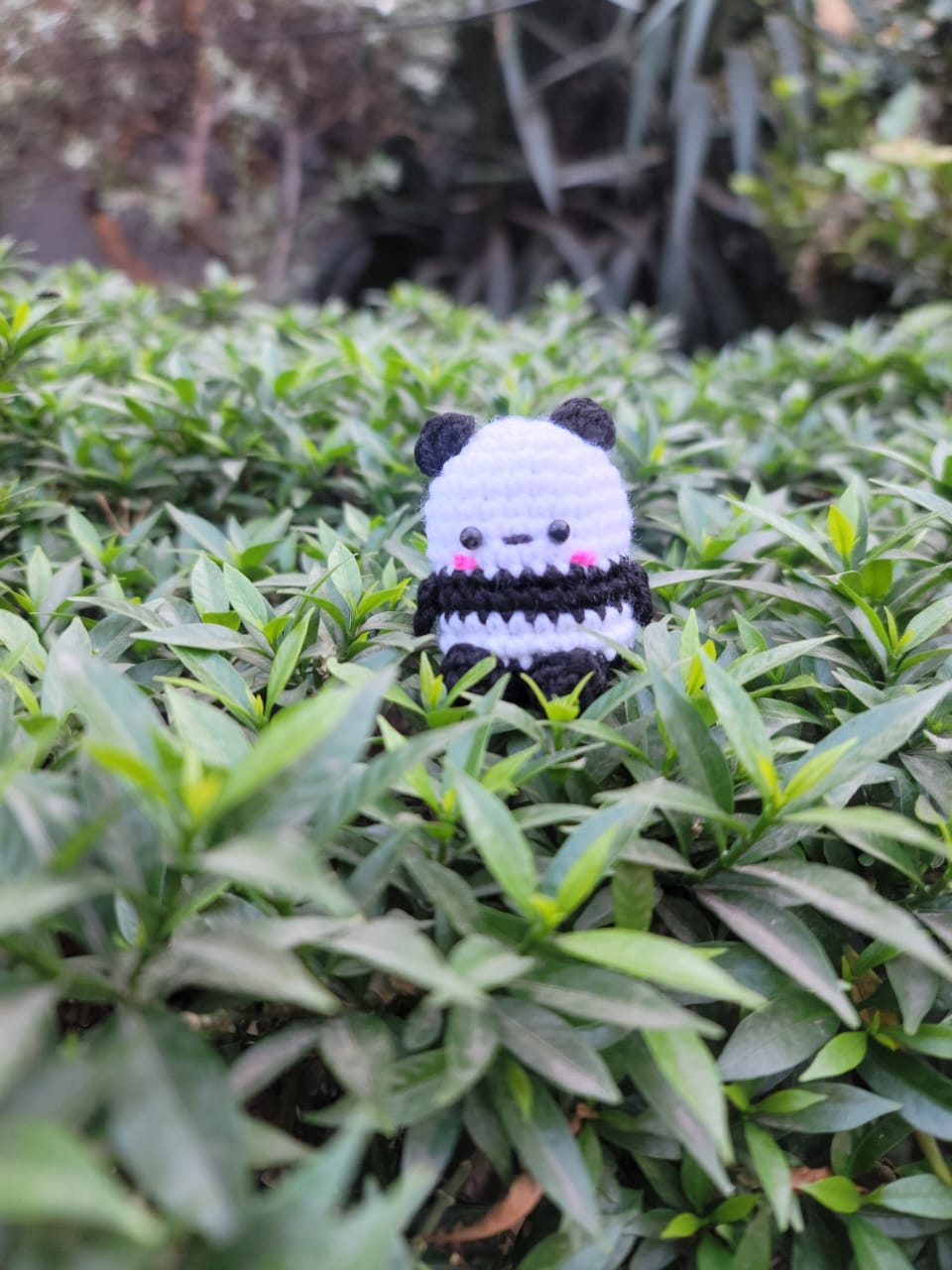 Panda