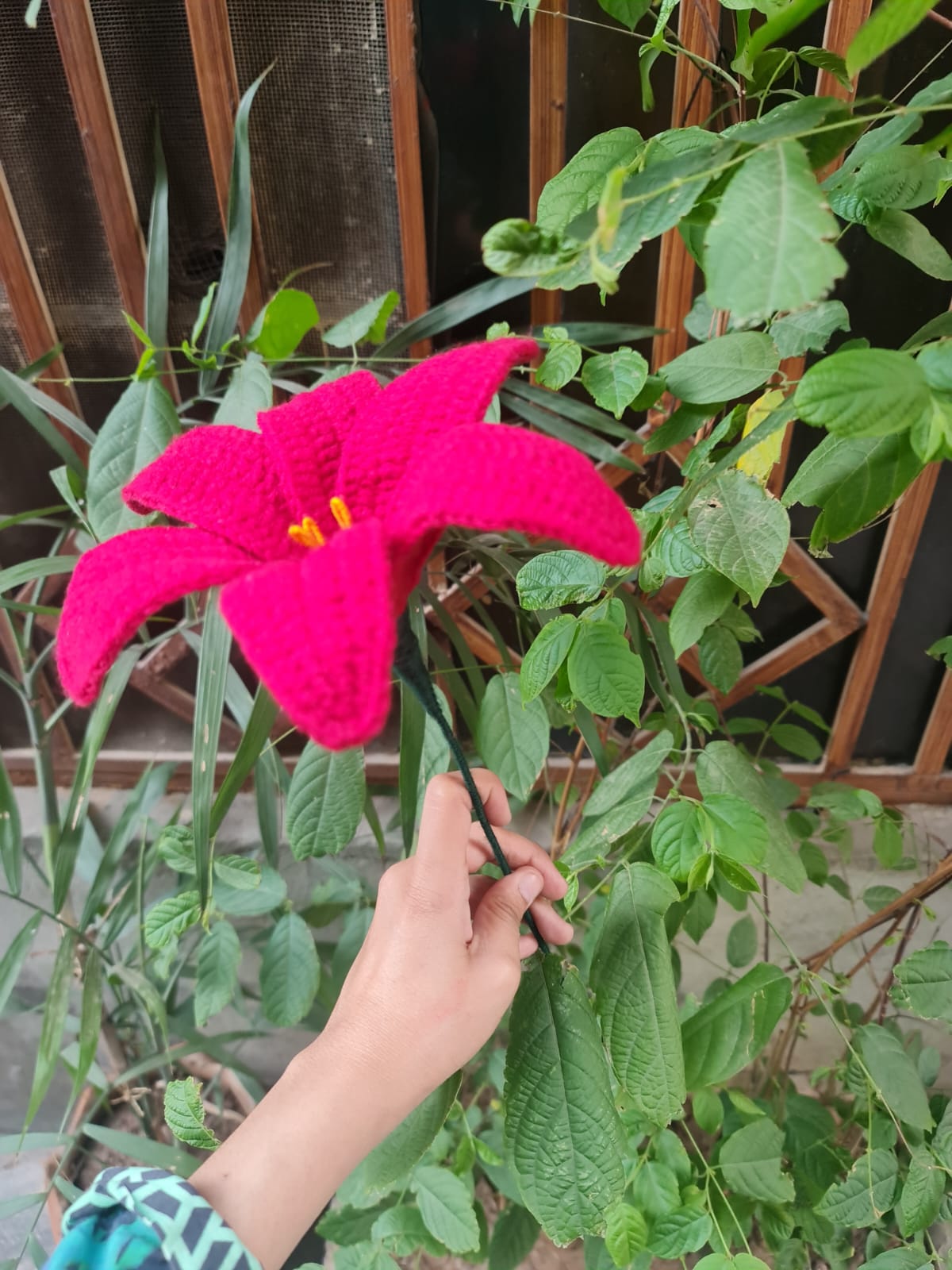Lily