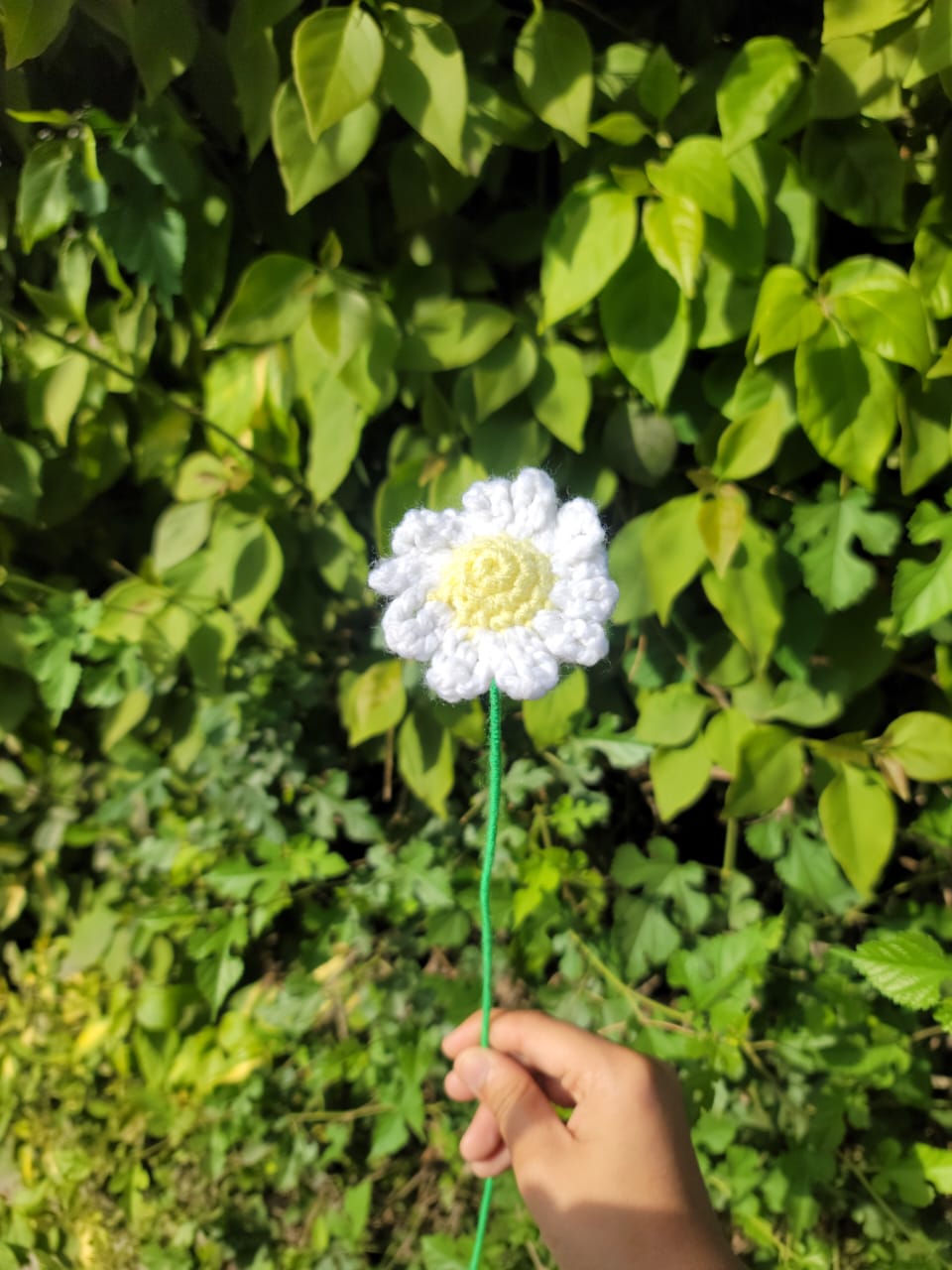 Daisy