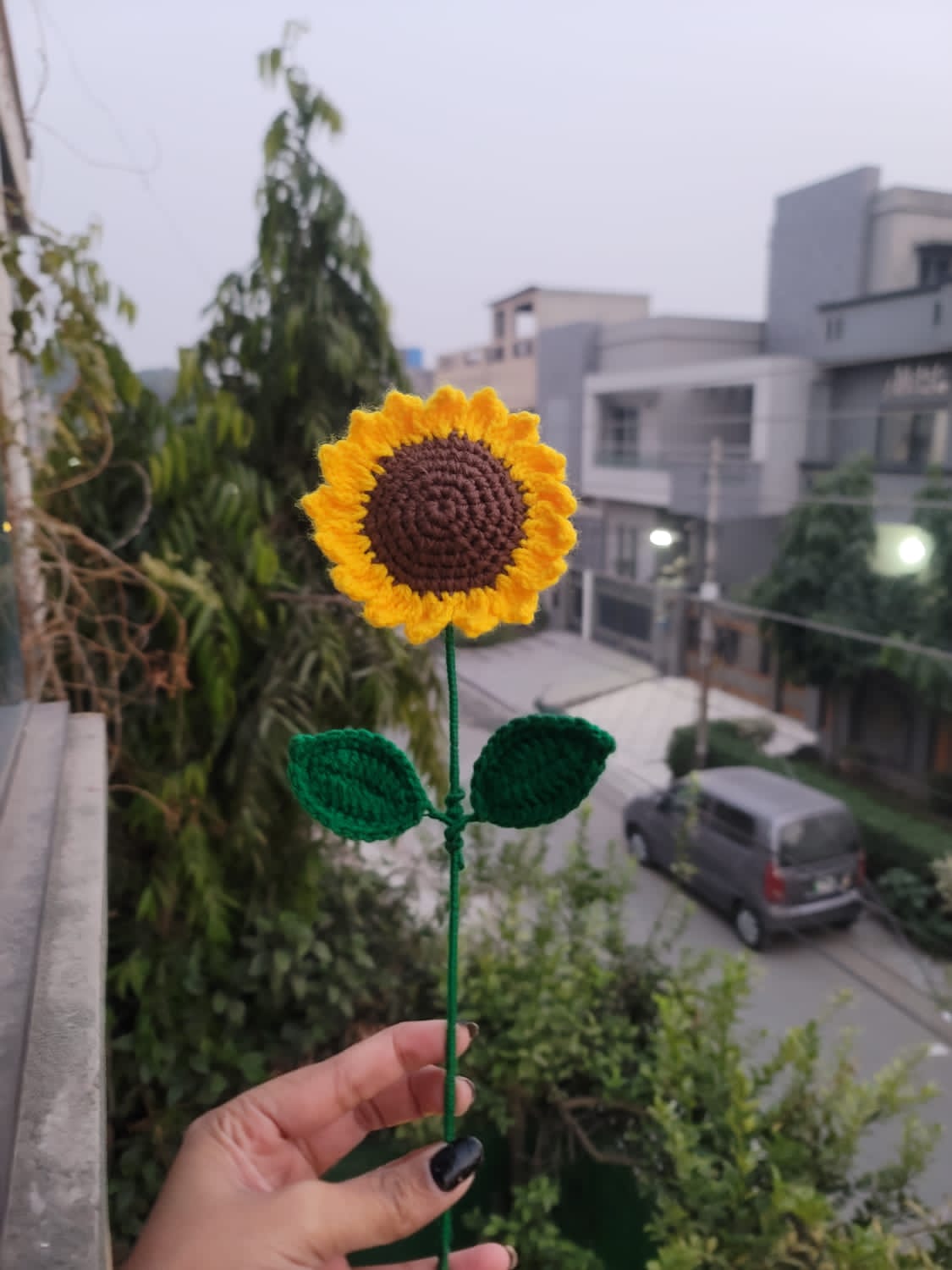 Sunflower
