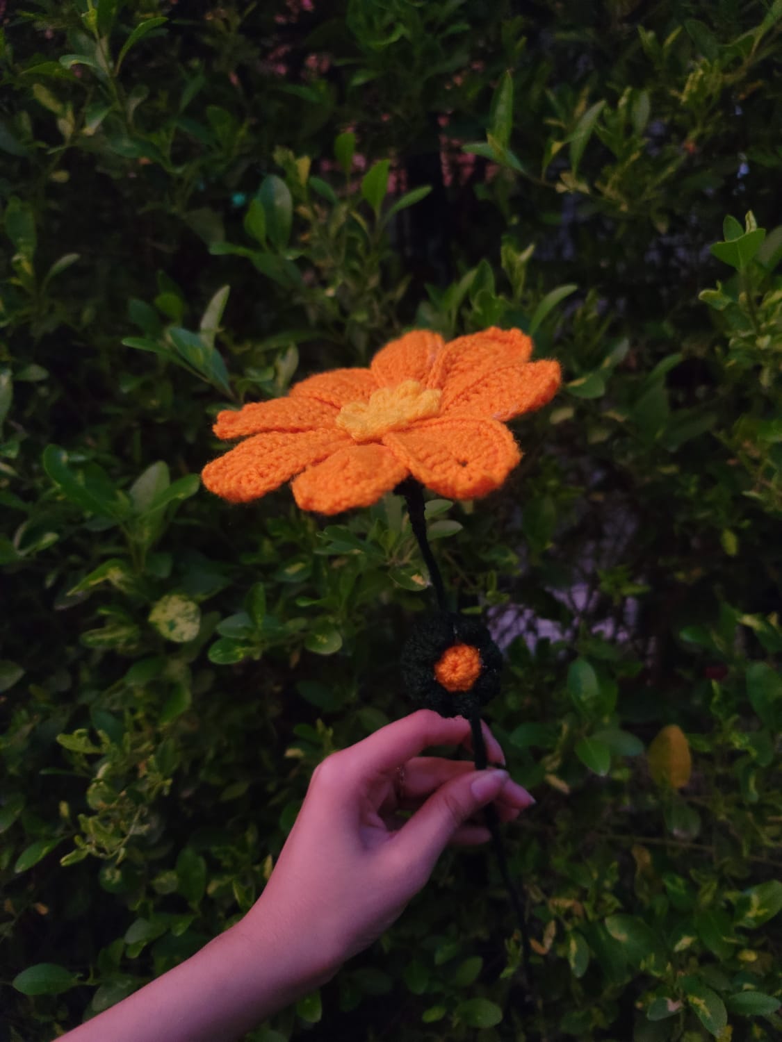 Cosmos