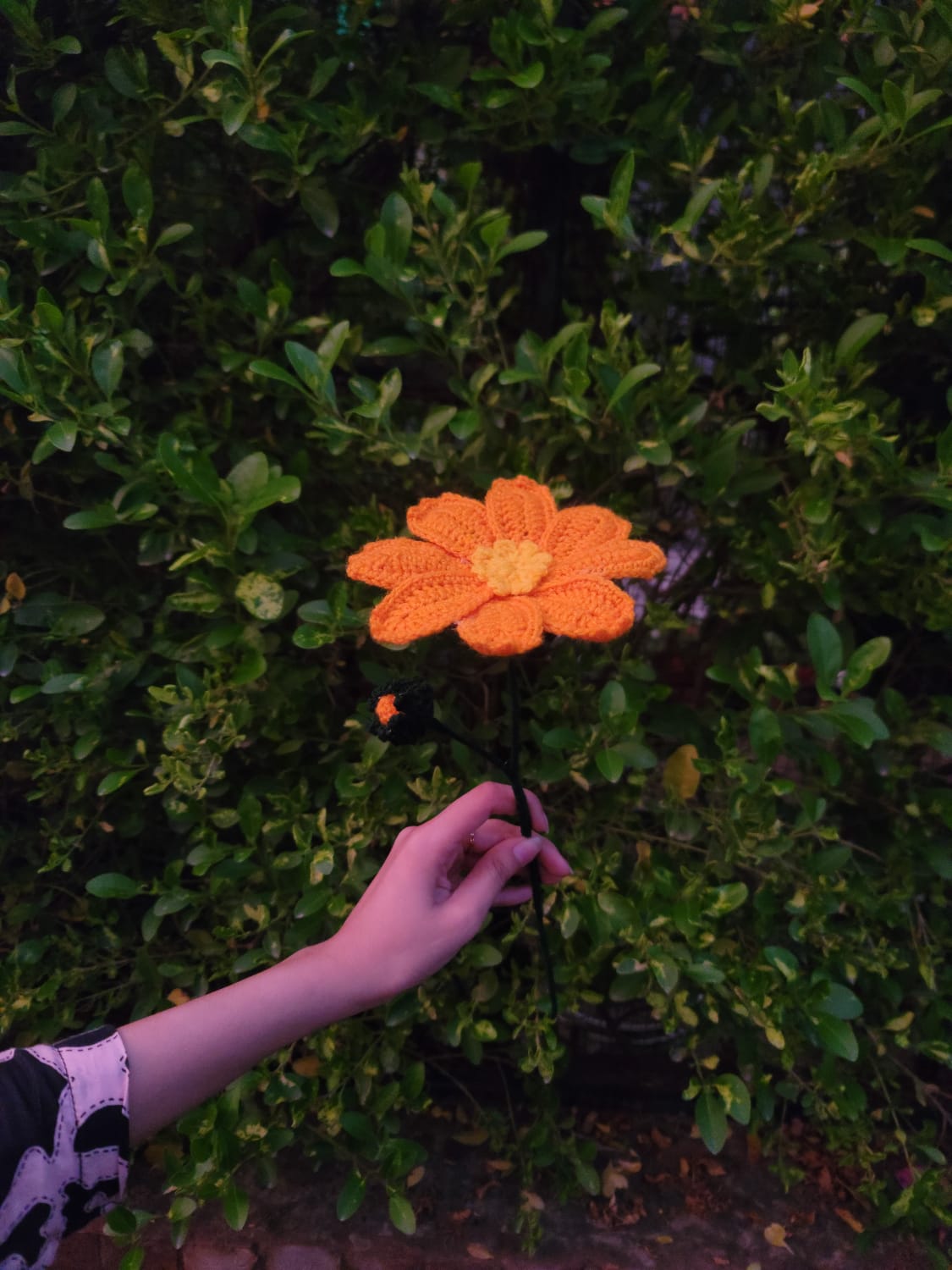 Cosmos